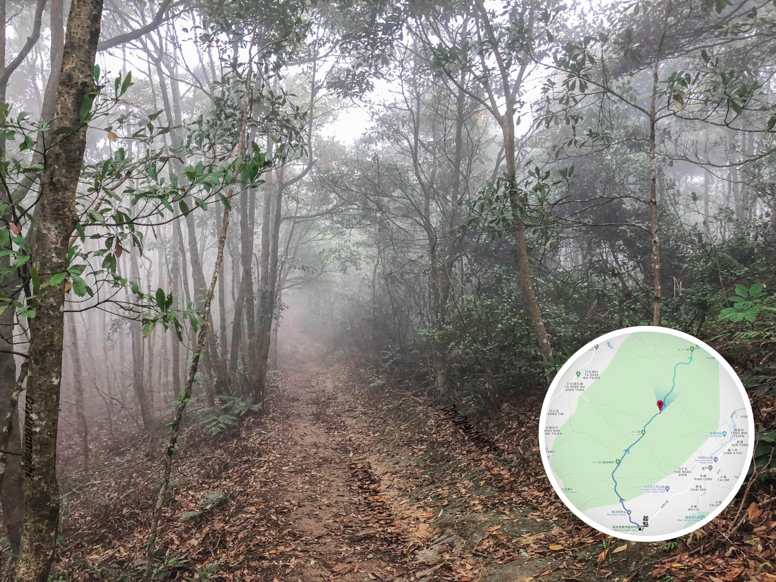 大刀屻徑 • 叢林