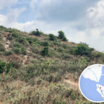 鴨脷排 • 山腰