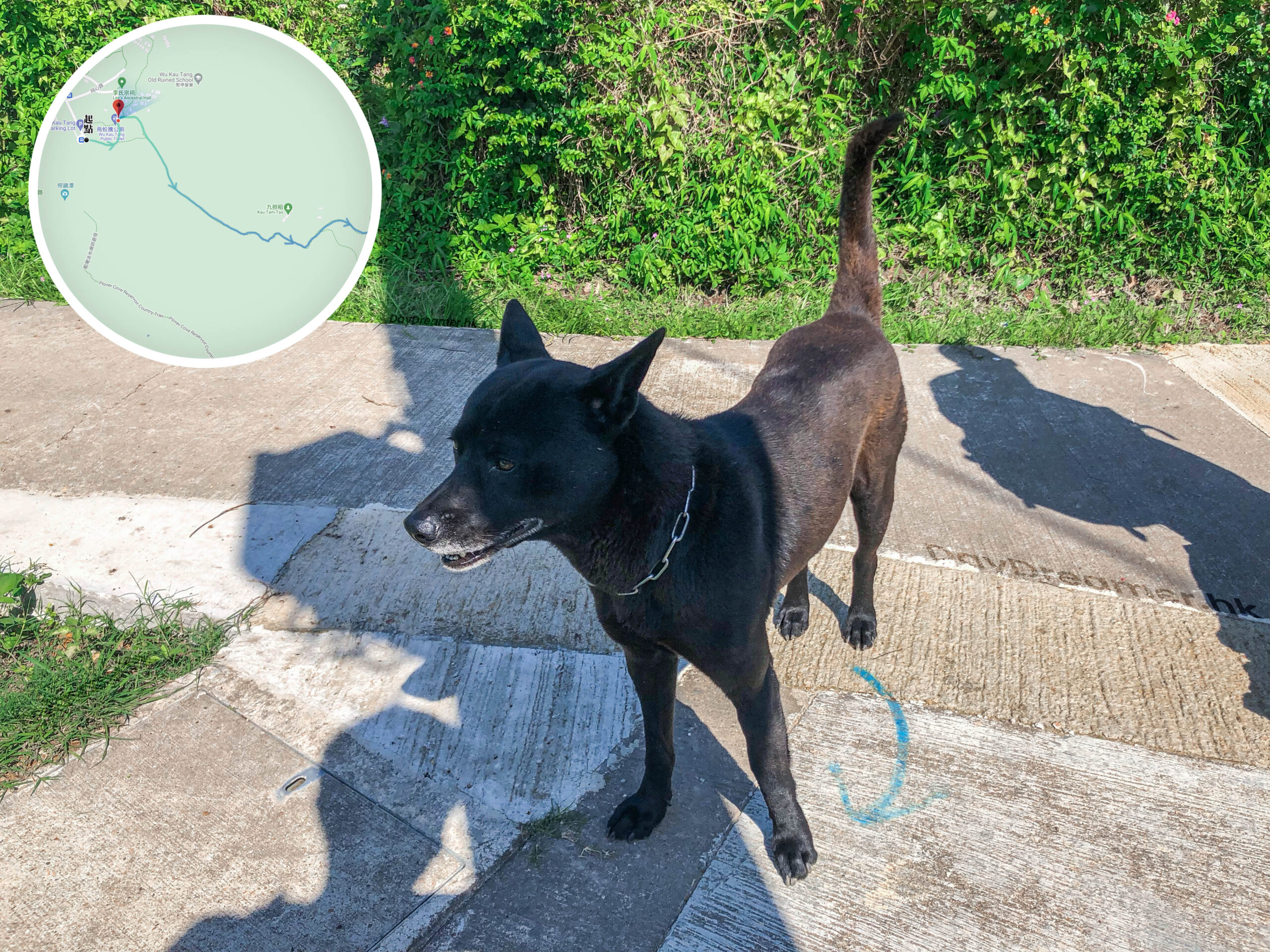 村霸 • 小黑《貳》