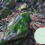 苔蘚植物《貳》