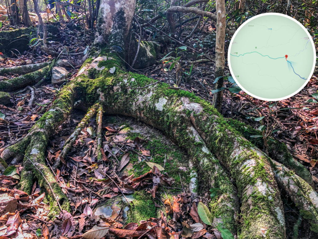 苔蘚植物《壹》