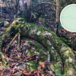 苔蘚植物《壹》