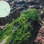 苔蘚植物《叄》