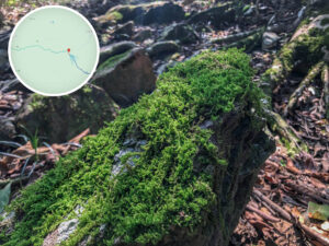 苔蘚植物《叄》