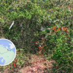 紅石門徑 • 分岔口《叄。貳》