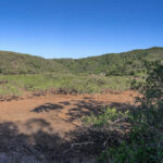 三椏涌 • 紅樹林