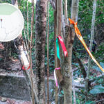 色彩繽紛 • 絲帶