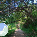 吊燈籠徑《壹》