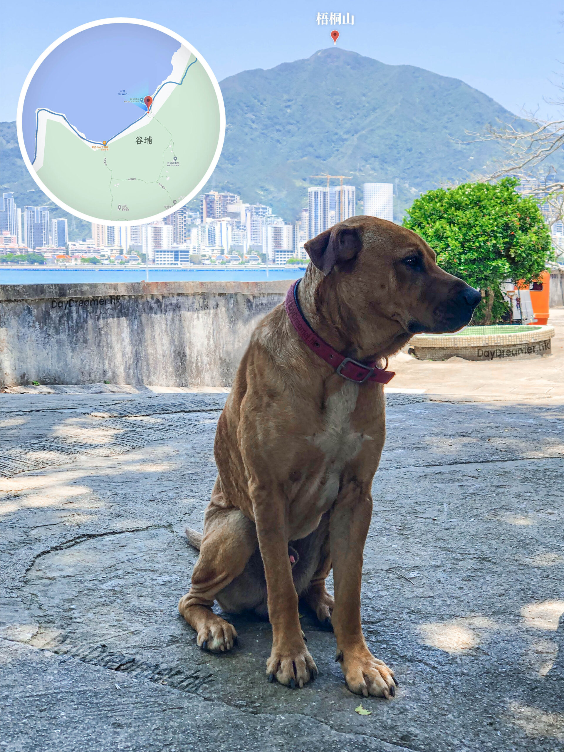 松記士多 • 阿黃《肆》