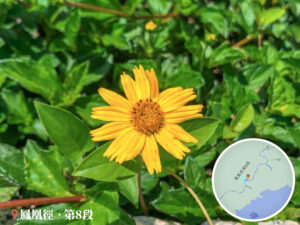 路邊 • 小花《壹》