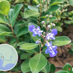 狗嶺涌 • 營地《小花》