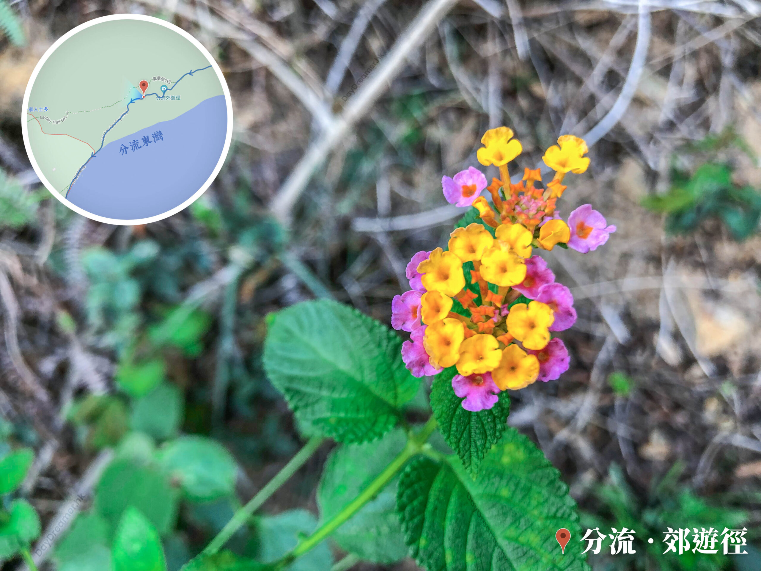 分流郊遊徑《壹》• 路邊的小花《壹》