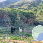 分流東灣《貳》• 三小無猜