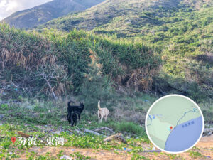 分流東灣《貳》• 三小無猜