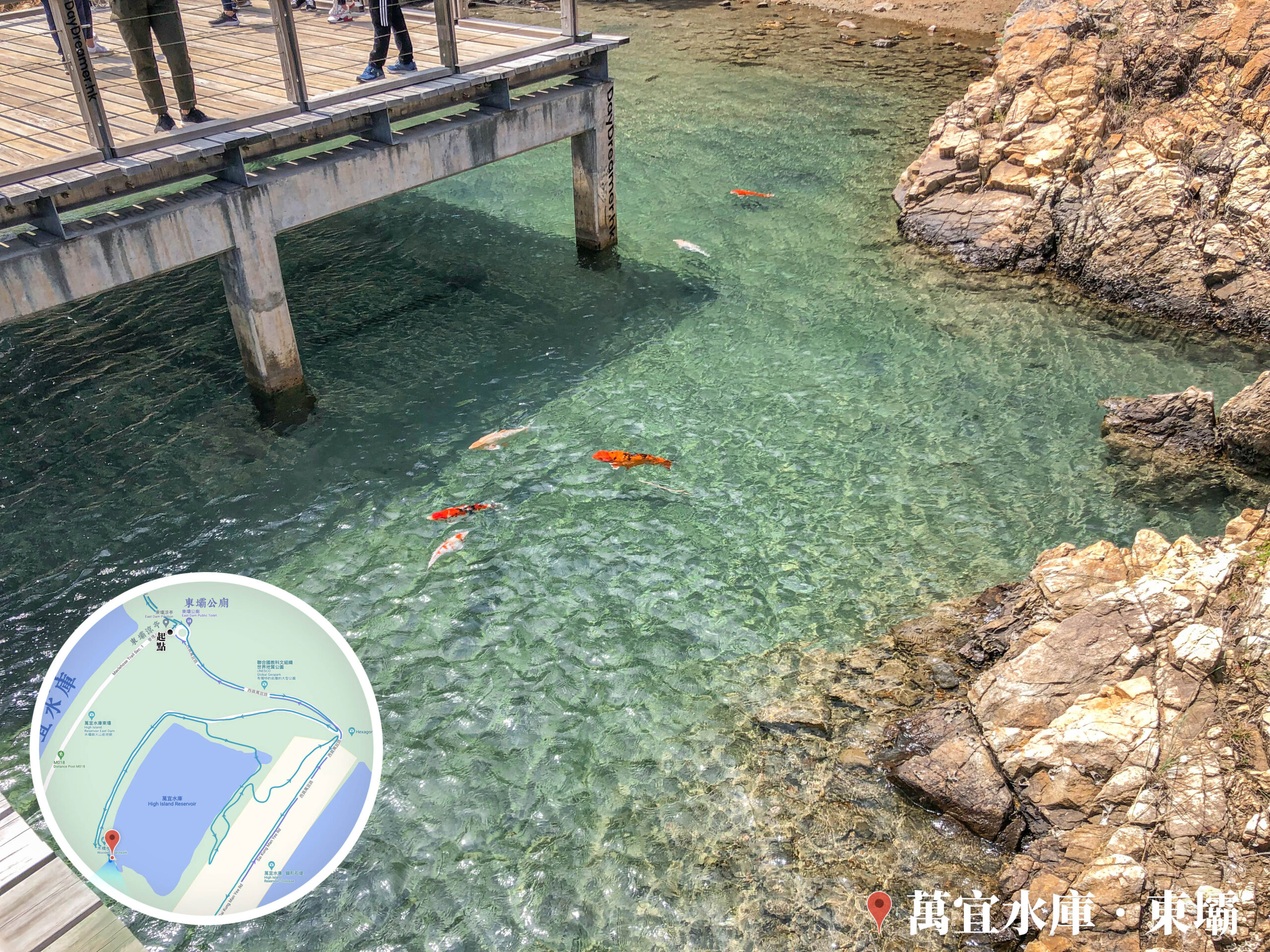 木橋下 • 錦鯉《1》