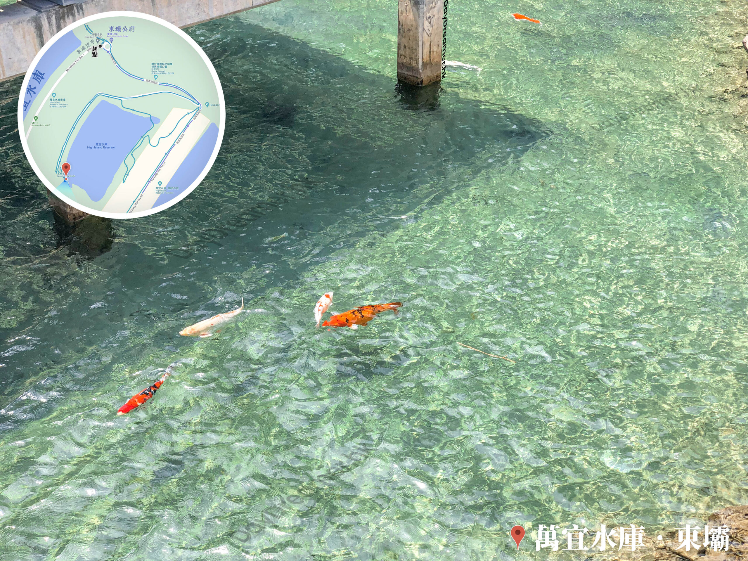 木橋下 • 錦鯉《2》