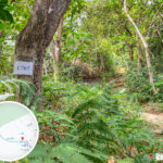 獅尾脊徑《2.3》