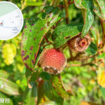 獅尾脊徑《野牡丹》