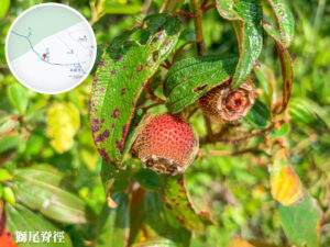 獅尾脊徑《野牡丹》