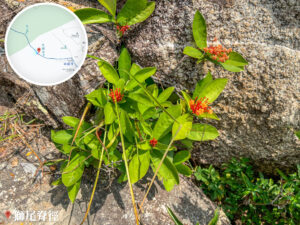 獅尾脊徑《仙丹花》