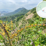 獅尾脊徑《沙棘》