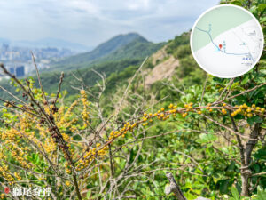 獅尾脊徑《沙棘》