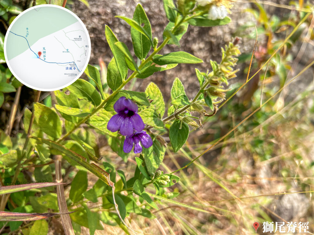 獅尾脊徑《毛麝香》
