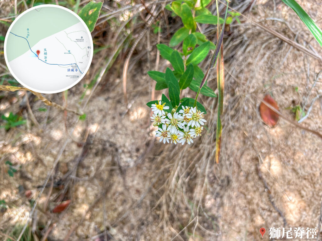 獅尾脊徑《白花鬼針草》