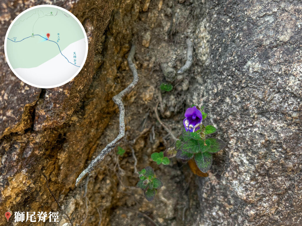 獅尾脊徑《毛麝香》【壹】