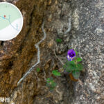 獅尾脊徑《毛麝香》【壹】