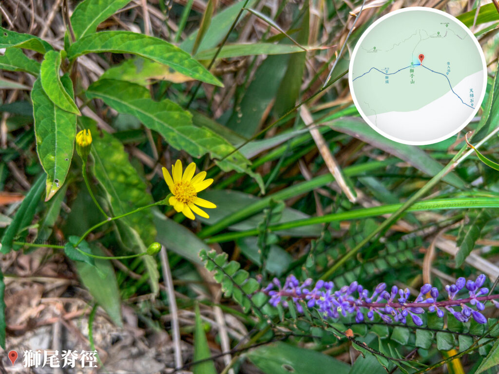 獅尾脊徑《闊葉麥門冬》【壹】