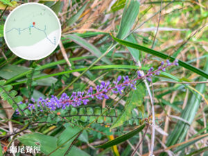 獅尾脊徑《闊葉麥門冬》【貳】