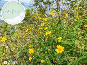 獅子山徑《南美蟛蜞菊》