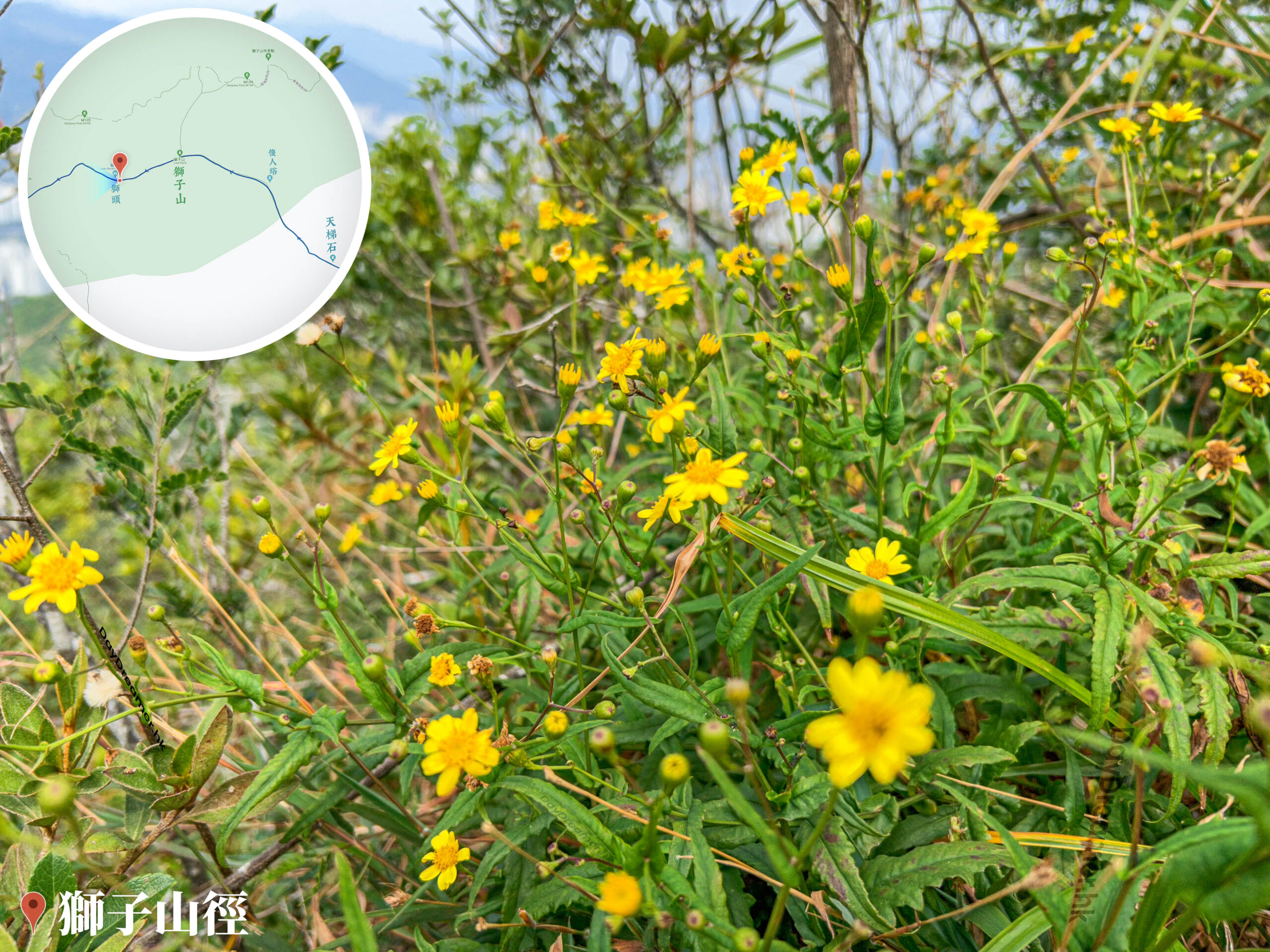 獅子山徑《南美蟛蜞菊》