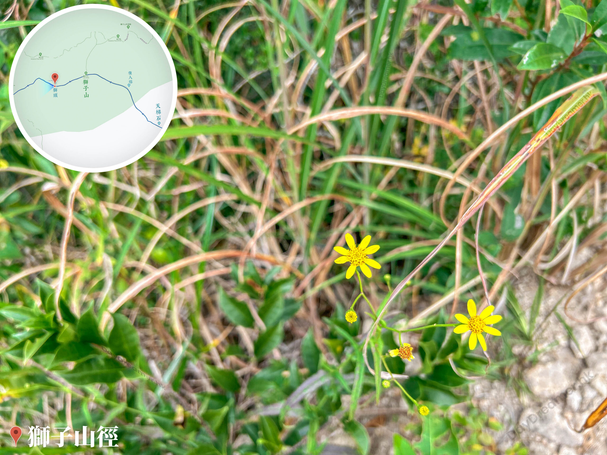 獅子🦁️頭《南美蟛蜞菊》