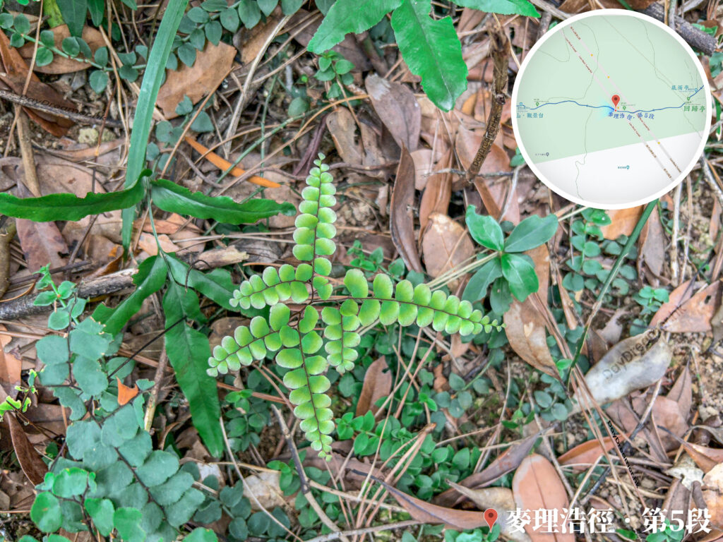 麥理浩徑 • 第5段《扇葉鐵線蕨》