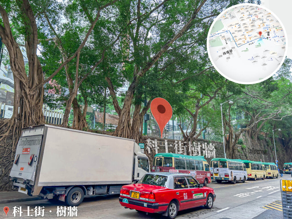 科士街 • 石牆樹《1》