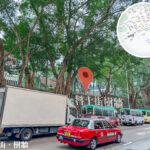 科士街 • 石牆樹《1》