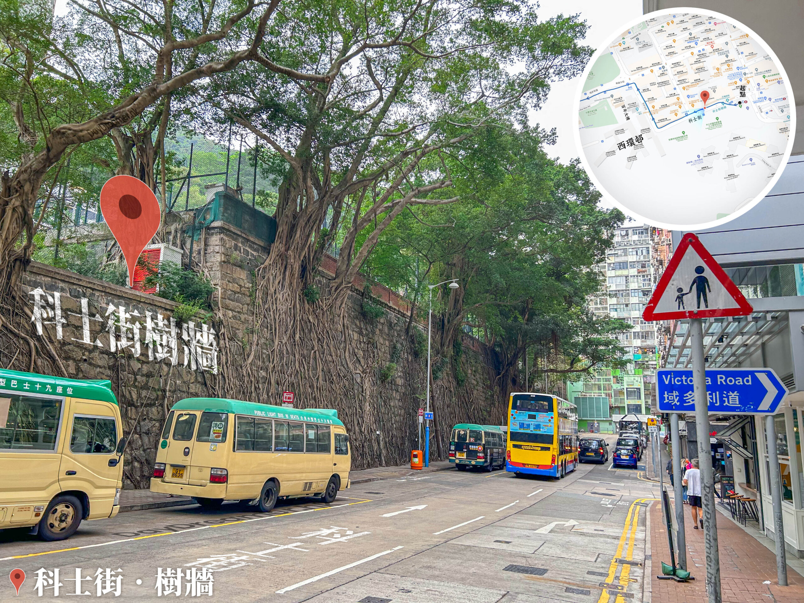 科士街 • 石牆樹《2》