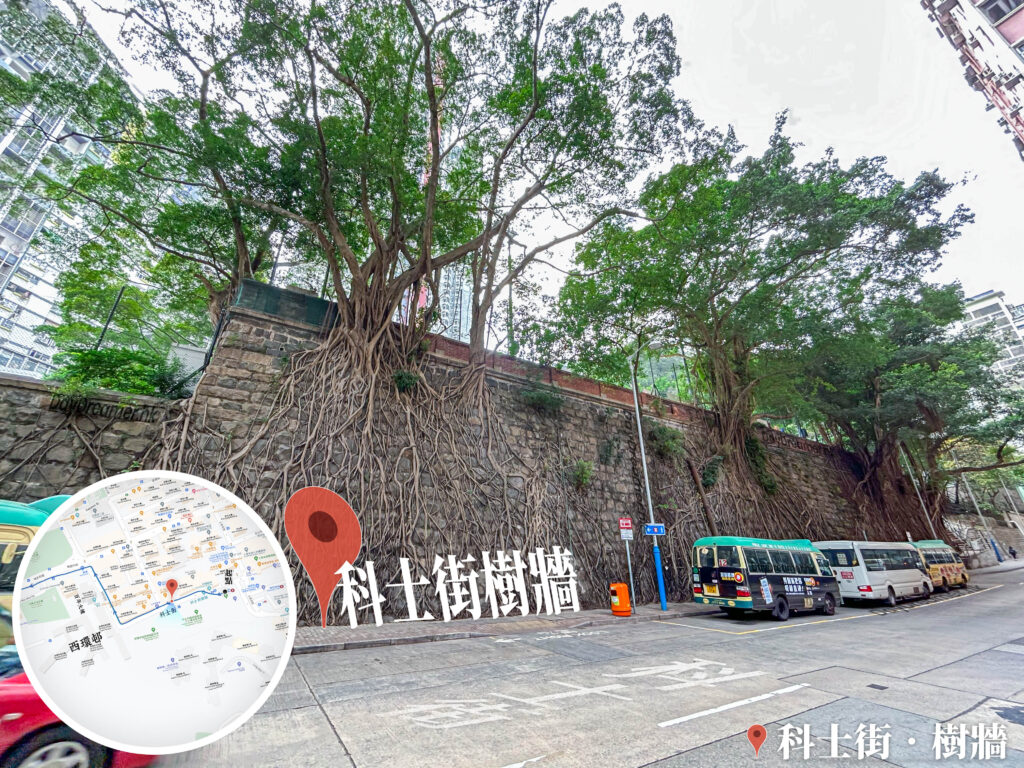 科士街 • 石牆樹《3》