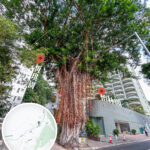 摩星嶺道《大樹 • 垂葉榕🌳》