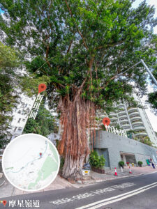 摩星嶺道《大樹 • 垂葉榕🌳》