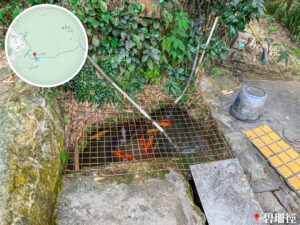 碧珊徑《腳下 • 錦鯉》