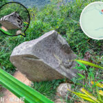 龍虎山健身徑 • 青蛙石🐸《2》