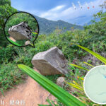 龍虎山健身徑 • 青蛙石🐸《3》