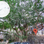 中區自然徑 / 舊域多利醫院 • 產科大樓《4》