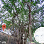 中區自然徑 / 舊域多利產科醫院大樓《5》