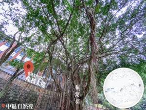 中區自然徑 / 舊域多利醫院 • 產科大樓《5》