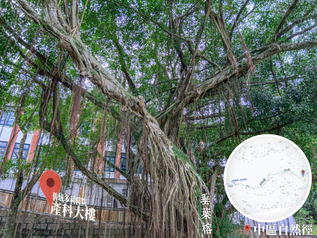 中區自然徑 / 舊域多利醫院 • 產科大樓《6》