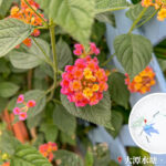 大潭郊遊徑 • 馬纓丹《1》